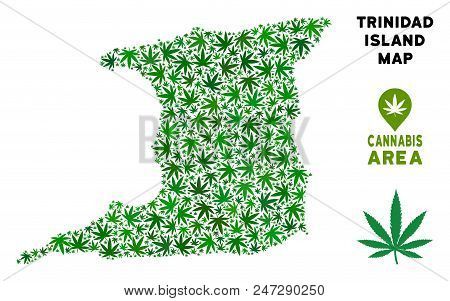 Weed Trinidad Island Map Collage Of Marijuana Leaves. Narcotic Distribution Concept. Vector Trinidad