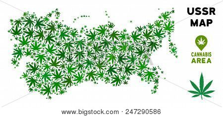 Weed Ussr Map Mosaic Of Marijuana Leaves. Narcotic Dependence Concept. Vector Ussr Map Is Made From 
