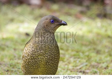 Female Satin Bowerbird On The Grass (ptilonorhynchus Violaceus)