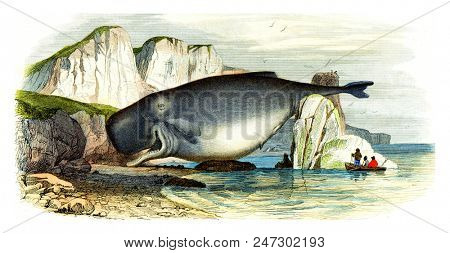 The sperm whale, vintage engraved illustration. Natural History from Lacepede