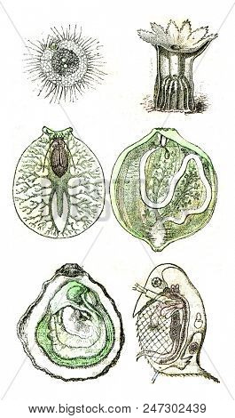 Comparative organization of invertebrate animals currently alive or represented in the primitive period by many species