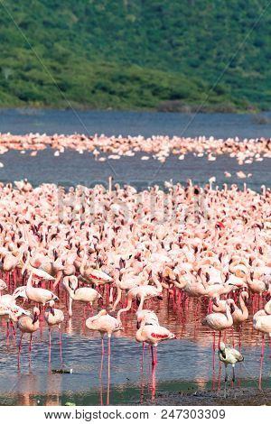 Flock Of Flamingos On Lake Baringo. Kenya, Africa