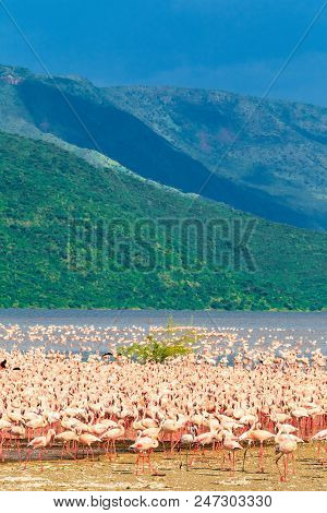 A Large Pink Flock On The Shore Of Lake Baringo. Kenya, Africa