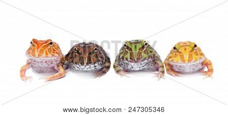 Four Chachoan Horned Frogs, Ceratophrys Cranwelli, Isolated On White Background