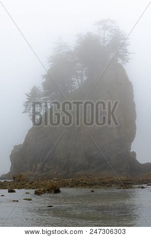Sea Stack And Fog, Olympic National Park