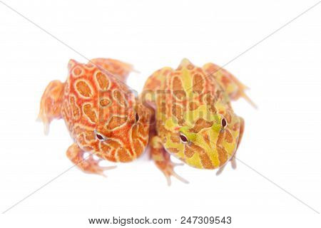 The Chachoan Horned Frog, Ceratophrys Cranwelli, Isolated On White Background