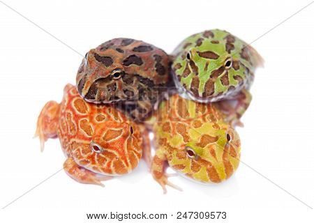 The Chachoan Horned Frog, Ceratophrys Cranwelli, Isolated On White Background
