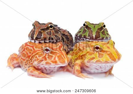 The Chachoan Horned Frog, Ceratophrys Cranwelli, Isolated On White Background