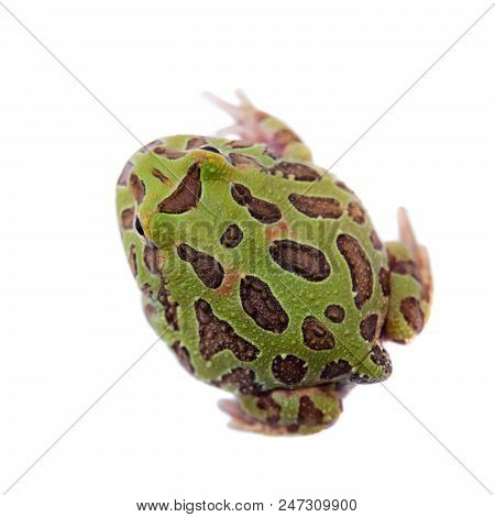 The Chachoan Horned Frog, Ceratophrys Cranwelli, Isolated On White Background