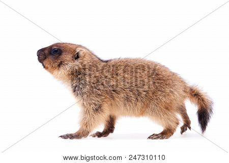 The Bobak Marmot Cub Isolated On White, Marmota Bobak, Or Steppe Marmot