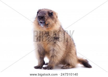The Bobak Marmot Cub Isolated On White, Marmota Bobak, Or Steppe Marmot