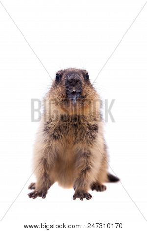 The Bobak Marmot Cub Isolated On White, Marmota Bobak, Or Steppe Marmot