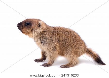 The Bobak Marmot Cub Isolated On White, Marmota Bobak, Or Steppe Marmot