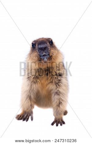 The Bobak Marmot Cub Isolated On White, Marmota Bobak, Or Steppe Marmot