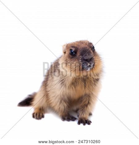 The Bobak Marmot Cub Isolated On White, Marmota Bobak, Or Steppe Marmot