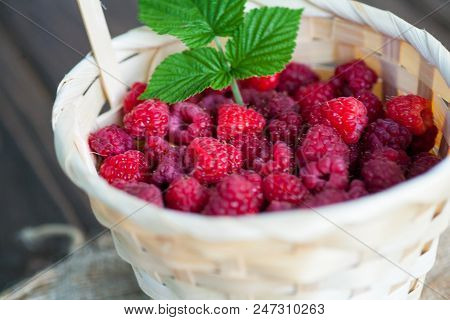 Fresh Juicy Raspberry Bright Saturated Color Collected In A Basket In The Garden
