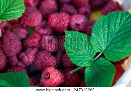 Fresh Juicy Raspberry Bright Saturated Color Collected In A Basket In The Garden