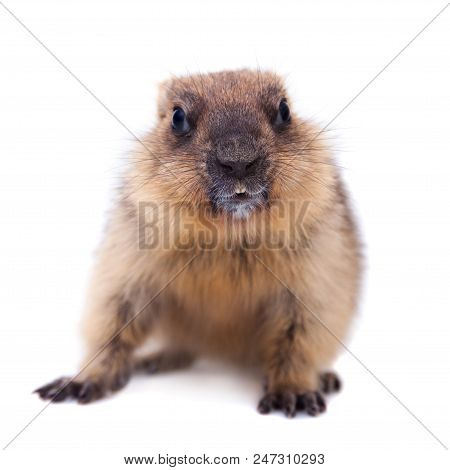 The Bobak Marmot Cub Isolated On White, Marmota Bobak, Or Steppe Marmot