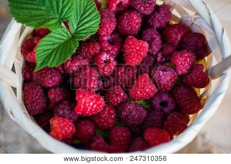 Fresh Juicy Raspberry Bright Saturated Color Collected In A Basket In The Garden