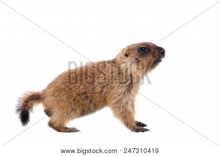 The Bobak Marmot Cub Isolated On White, Marmota Bobak, Or Steppe Marmot