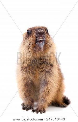 The Bobak Marmot Cub Isolated On White, Marmota Bobak, Or Steppe Marmot