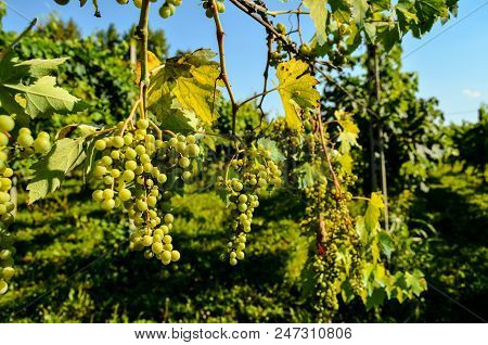Photo Picture Of Acinus Unripe Grape Fresh Green Bunches