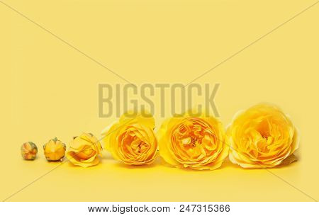 Yellow Roses On Yellow Background. Flower Evolution Concept. Copy Space For Your Text. Close Up Pict