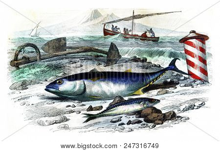 Tuna, mackerel, vintage engraved illustration. Natural History from Lacepede