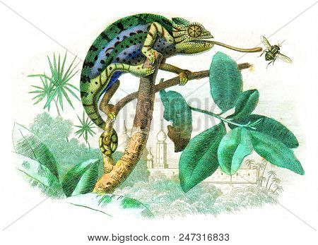 Chameleon, vintage engraved illustration. Natural History from Lacepede.