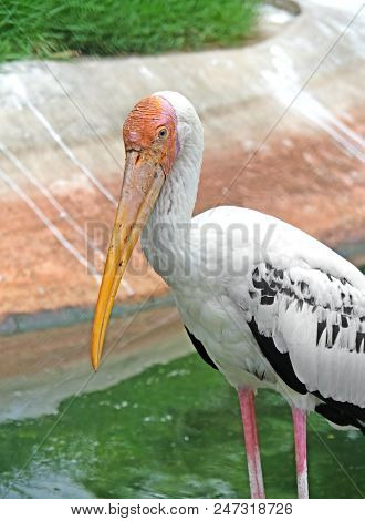 Closeup Lesser Adjutant Isolated On Nature Background