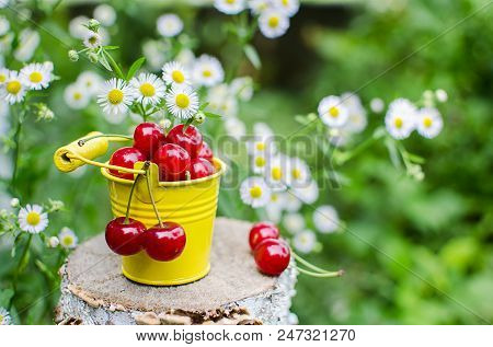 Red Ripe Cherry On A Background