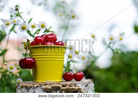 Red Ripe Cherry On A Background