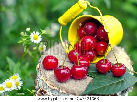 Red Ripe Cherry On A Background