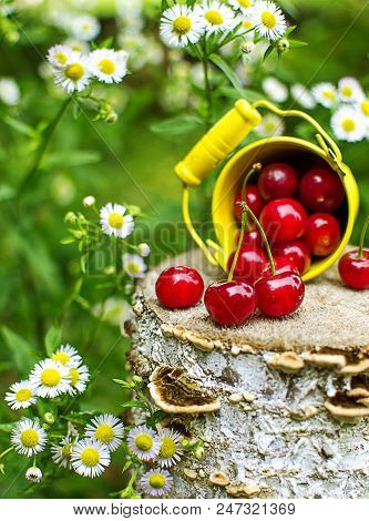 Red Ripe Cherry On A Background