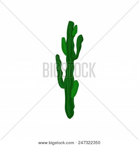 Euphorbia Canaria, Beautiful And Unpretentious Plant Vector Illustration Isolated On A White Backgro