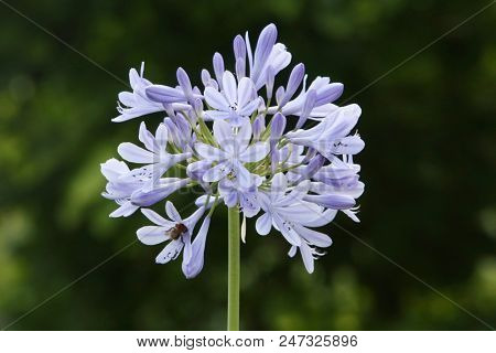 Agapantus plant on dark green background
