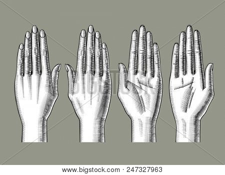 Set of woman's hands palm down and palm up. Vintage engraving stylized drawing