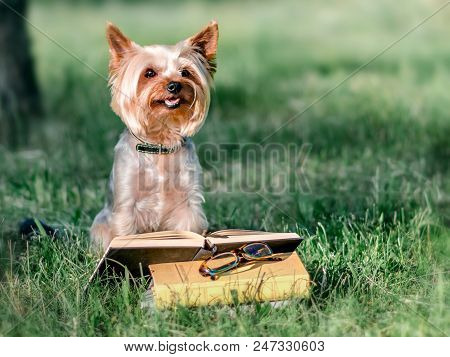 Cute Pet Yorkshire Terrier Sitting Outside On Green Grass Next To An Open Book And Glasses. Dog Read