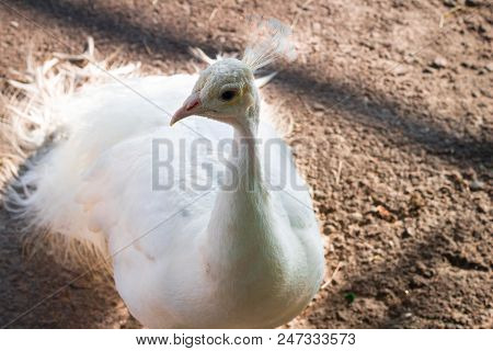 Close-up Portrait Of White Bird Peafowl Peahen With Crown