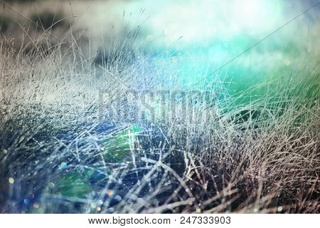 Wet grass in morning meadov