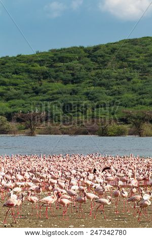 Panorama With A Big Flock Of Pink Flamingos On The Shore Of Lake Baringo. Kenya, Africa