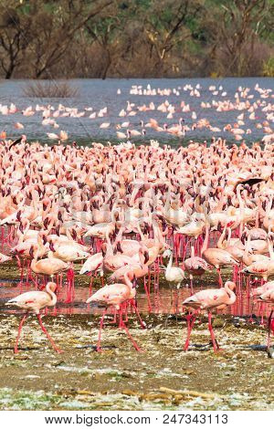 Flock Of Pink Flamingos On Lake Baringo. Kenya, Africa.