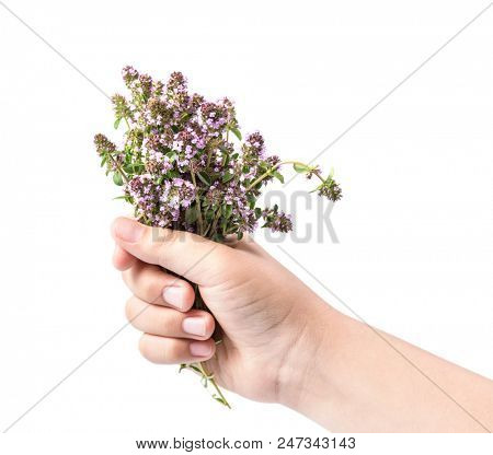 A bouquet of flowering oregano in hand.  Isolate on white background