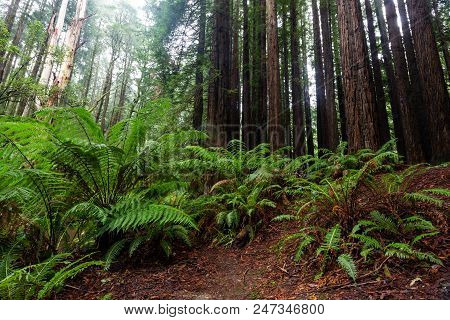The Iconic Ferns And Tall Californian Redwood Trees In Beechforest Victoria Australia On 23rd June 2