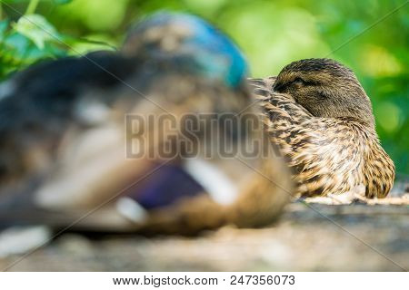 Close-up Of A Beautiful Tired Mallard Duck Who Is Looking To The Camera.
View To Relaxing Mallard Du