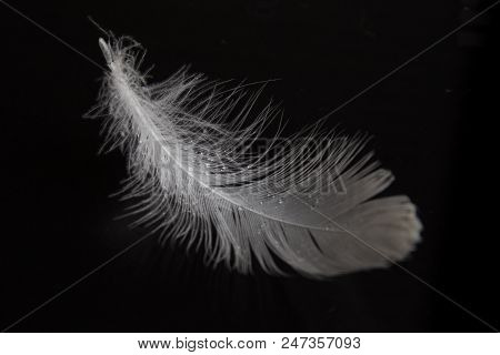 Complex Simplicity. It Is A Swan Down With Small Droplets, Put On A Black Smooth Surface In The Sun 