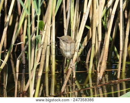 Young Reed Warbler (acrocephalus Scirpaceus) As Seen During Summer