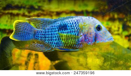 Acara Cichlid Fish Aquarium Fish. Aquarium Fish