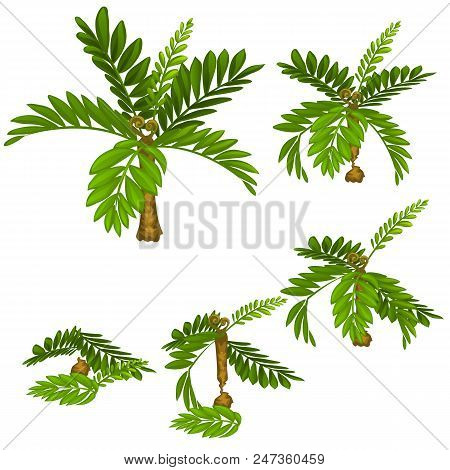 Stages Of Damage Tropical Plants Isolated On White Background. Deforestation. Vector Cartoon.