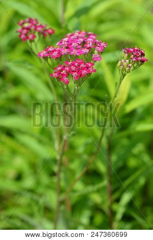 Pink Yarrow - Latin Name - Achillea Millefolium Pink